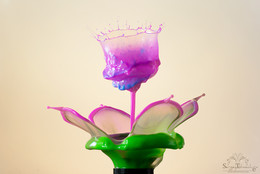 Floret / ***