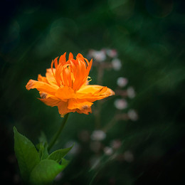 Orange / ***
