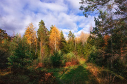 in den herbstlichen Wald / ***