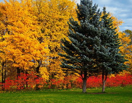 Herbst Färbung / ***