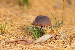 Herbst Färbung / ***