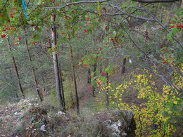 Herbst Färbung / ***