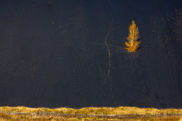 Gold'N'Black / ***