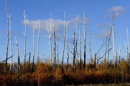 Herbst Färbung / ***