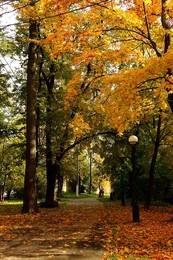 Herbst Färbung / ***