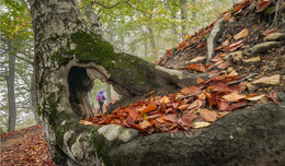 Herbst Färbung / ***