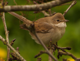 Grau Warbler / ***
