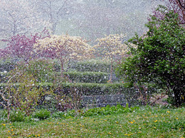 Mai Schnee / ***