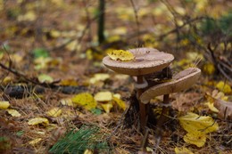 Regenschirme / ***