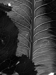 Blatt / ***