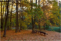 Herbstlicht / ***