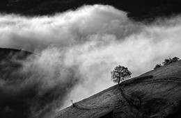Solitaire / An autumn morning in the Cantal / France
