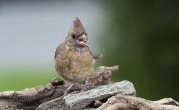 Juvenile Northern Cardinal (female) / ***