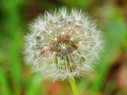 Taraxacum / ***