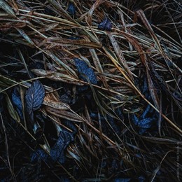  / music: Agnes Obel - The Curse
https://www.youtube.com/watch?v=j1wgaFJ0750