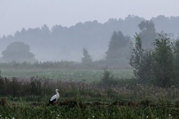 Morgendämmerung / ***