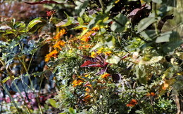Herbstfarben / ***