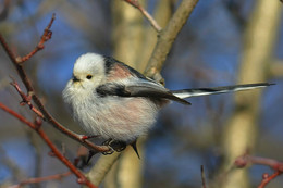 Long-tailed Tit / ***