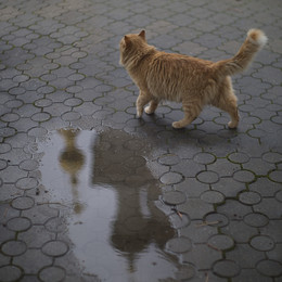 Nach dem Regen / ***