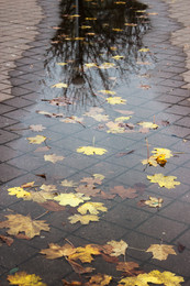 Herbstzeit / ***
