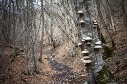 Fungal Ort / ***
