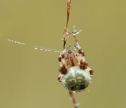 Vierfleck / Vierfleck Kreuzspinne im Geltinger Moor