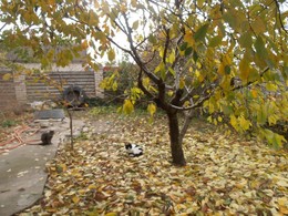 Kirsche / ***