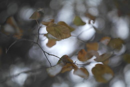 Herbst-Traum / ***