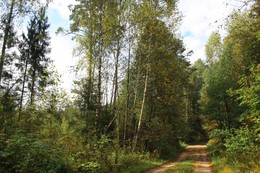 Forest Road. / " " "
