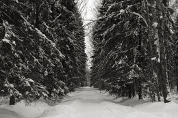 Schnee Allee / ***