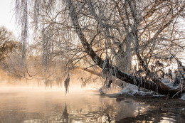Morning Light / ***