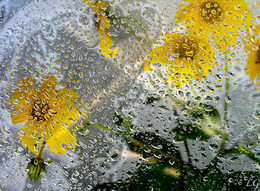 Nach dem Regen / ***