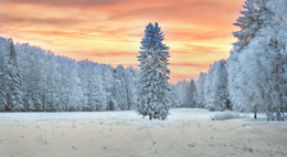 Winter / ***