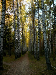 Herbst-Traum / ***