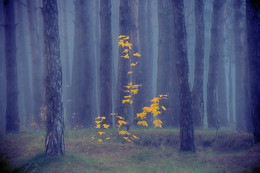 Herbst-Traum / ***