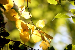 Herbst-Traum / ***