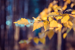 Herbst-Traum / ***