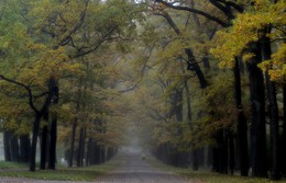 Regnerischen Morgen / ***