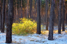 Im Pinienwald / ***