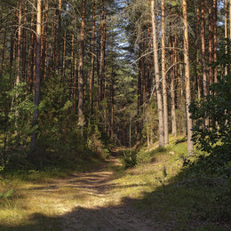Morgen in einem Kiefernwald / ***