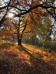 in den herbstlichen Wald / ***