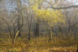Atem des Herbstes / ***