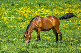 Auf der Weide / ***