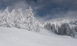 Winter / ***