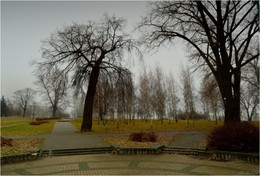 Bäume / ***