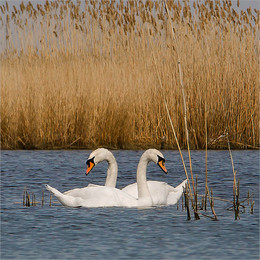 Swans / ***