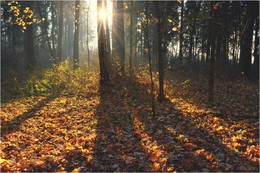 Autumn Sun / ***