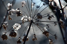 Frost / ***