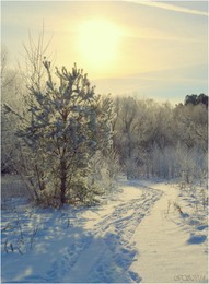 Auf dem frischen Schnee / ***