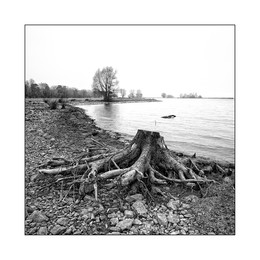 Wurzelstock / Bodensee